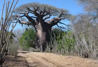 Morondava Morondava
